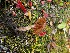  ( - O-F-256644)  @11 [ ] CreativeCommons - Attribution Non-Commercial Share-Alike (2019) Unspecified University of Oslo, Natural History Museum