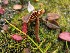  (Cortinarius ammophiloides - O-F-256629)  @11 [ ] CreativeCommons - Attribution Non-Commercial Share-Alike (2019) Unspecified University of Oslo, Natural History Museum