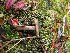  ( - O-F-256630)  @11 [ ] CreativeCommons - Attribution Non-Commercial Share-Alike (2019) Unspecified University of Oslo, Natural History Museum
