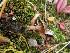  ( - O-F-256627)  @11 [ ] CreativeCommons - Attribution Non-Commercial Share-Alike (2019) Unspecified University of Oslo, Natural History Museum