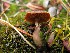  ( - O-F-256628)  @11 [ ] CreativeCommons - Attribution Non-Commercial Share-Alike (2019) Unspecified University of Oslo, Natural History Museum