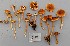  (Inocybe nematoloma - O-F-258846)  @11 [ ] by-nc-sa (2021) Unspecified University of Oslo, Natural History Museum