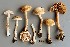  (Inocybe pyriodora - O-F-258850)  @11 [ ] by-nc-sa (2021) Unspecified University of Oslo, Natural History Museum