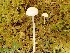  (Entoloma sericellum - O-F-259950)  @11 [ ] by-nc-sa (2023) Unspecified Norwegian University of Life Sciences