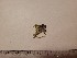  (Arrhenia acerosa - O-F-260645)  @11 [ ] by-nc-sa (2023) Unspecified Norwegian University of Life Sciences