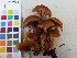  (Cortinarius pseudofervidus - O-F-75139)  @11 [ ] CreativeCommons - Attribution Non-Commercial (2014) Unspecified University of Oslo, Natural History Museum