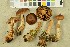  (Cortinarius brunneifolius - NHMO-DFL-1025)  @11 [ ] CreativeCommons - Attribution Non-Commercial Share-Alike (2015) Unspecified University of Oslo