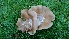  ( - TROM_F_26641)  @11 [ ] CreativeCommons - Attribution Non-Commercial Share-Alike (2018) Unspecified Tromsø University Museum