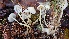  ( - TROM_F_26642)  @11 [ ] CreativeCommons - Attribution Non-Commercial Share-Alike (2018) Unspecified Tromsø University Museum