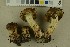  (Cortinarius nanceiensis - O-F-256312)  @11 [ ] CreativeCommons - Attribution Non-Commercial Share-Alike (2018) Unspecified University of Oslo, Natural History Museum