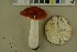  ( - O-F-256313)  @11 [ ] CreativeCommons - Attribution Non-Commercial Share-Alike (2018) Unspecified University of Oslo, Natural History Museum