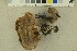  (Cortinarius castaneolens - O-F-256326)  @11 [ ] CreativeCommons - Attribution Non-Commercial Share-Alike (2018) Unspecified University of Oslo, Natural History Museum