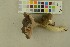  (Entoloma luteobasis - O-F-256338)  @11 [ ] CreativeCommons - Attribution Non-Commercial Share-Alike (2018) Unspecified University of Oslo, Natural History Museum