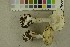  ( - O-F-256347)  @11 [ ] CreativeCommons - Attribution Non-Commercial Share-Alike (2018) Unspecified University of Oslo, Natural History Museum