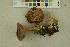  ( - O-F-256360)  @11 [ ] CreativeCommons - Attribution Non-Commercial Share-Alike (2018) Unspecified University of Oslo, Natural History Museum