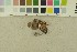  ( - O-F-256368)  @11 [ ] CreativeCommons - Attribution Non-Commercial Share-Alike (2018) Unspecified University of Oslo, Natural History Museum