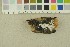  ( - O-F-256397)  @11 [ ] CreativeCommons - Attribution Non-Commercial Share-Alike (2018) Unspecified University of Oslo, Natural History Museum