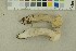  (Leccinum cyaneobasileucum - O-F-256398)  @11 [ ] CreativeCommons - Attribution Non-Commercial Share-Alike (2018) Unspecified University of Oslo, Natural History Museum