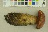  ( - O-F-256401)  @11 [ ] CreativeCommons - Attribution Non-Commercial Share-Alike (2018) Unspecified University of Oslo, Natural History Museum