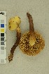  ( - O-F-256402)  @11 [ ] CreativeCommons - Attribution Non-Commercial Share-Alike (2019) Unspecified University of Oslo, Natural History Museum
