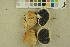  ( - O-F-256422)  @11 [ ] CreativeCommons - Attribution Non-Commercial Share-Alike (2019) Unspecified University of Oslo, Natural History Museum