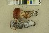  ( - O-F-256424)  @11 [ ] CreativeCommons - Attribution Non-Commercial Share-Alike (2019) Unspecified University of Oslo, Natural History Museum