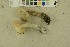  ( - O-F-256441)  @11 [ ] CreativeCommons - Attribution Non-Commercial Share-Alike (2019) Unspecified University of Oslo, Natural History Museum