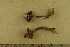  ( - O-F-256447)  @11 [ ] CreativeCommons - Attribution Non-Commercial Share-Alike (2019) Unspecified University of Oslo, Natural History Museum
