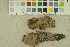  (Exidia thuretiana - O-F-256471)  @11 [ ] CreativeCommons - Attribution Non-Commercial Share-Alike (2019) Unspecified University of Oslo, Natural History Museum