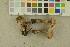  ( - O-F-256486)  @11 [ ] CreativeCommons - Attribution Non-Commercial Share-Alike (2019) Unspecified University of Oslo, Natural History Museum