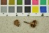  (Inocybe helobia - O-F-179510)  @11 [ ] CreativeCommons - Attribution Non-Commercial Share-Alike (2015) Unspecified University of Oslo, Natural History Museum