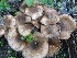  (Agaricus sp. Depauperatus - O-DFL-465)  @11 [ ] CreativeCommons - Attribution Non-Commercial (2015) Unspecified University of Oslo, Natural History Museum