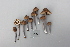  ( - NHMO-DFL-798)  @11 [ ] CreativeCommons - Attribution Non-Commercial Share-Alike (2015) Unspecified The Norwegian Institute for Nature Research