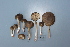  (Entoloma turci - NHMO-DFL-803)  @11 [ ] CreativeCommons - Attribution Non-Commercial Share-Alike (2015) Unspecified The Norwegian Institute for Nature Research