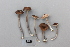  ( - NHMO-DFL-806)  @11 [ ] CreativeCommons - Attribution Non-Commercial Share-Alike (2015) Unspecified The Norwegian Institute for Nature Research