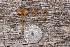  (Agrocybe sp. TEB01 - NHMO-DFL-816)  @11 [ ] CreativeCommons - Attribution Non-Commercial Share-Alike (2015) Unspecified The Norwegian Institute for Nature Research