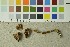 (Cortinarius subobtusus - O-DFL-1229)  @11 [ ] CreativeCommons - Attribution Non-Commercial Share-Alike (2015) Unspecified University of Oslo