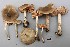  (Entoloma tiliae - O-F-251963)  @11 [ ] CreativeCommons - Attribution Non-Commercial Share-Alike (2016) Unspecified University of Oslo, Natural History Museum