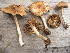  (Inocybe flocculosa - O-F-258368)  @11 [ ] by-nc-sa (2021) Unspecified University of Oslo, Natural History Museum