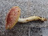  (Tricholomopsis rutilans - O-F-258410)  @11 [ ] by-nc-sa (2021) Unspecified University of Oslo, Natural History Museum