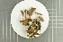  ( - O-F-258951)  @11 [ ] by-nc-sa (2021) Unspecified University of Oslo, Natural History Museum