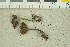  (Inocybe blandula - O-F-259208)  @11 [ ] by-nc-sa (2022) Unspecified University of Oslo, Natural History Museum
