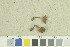  (Inocybe curvipes_2TEB - O-F-259255)  @11 [ ] by-nc-sa (2022) Unspecified University of Oslo, Natural History Museum