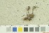  (Inocybe maculipes_2TEB - O-F-259256)  @11 [ ] by-nc-sa (2022) Unspecified University of Oslo, Natural History Museum