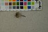  (Pluteus thomsonii - O-F-259347)  @11 [ ] by-nc-sa (2023) Unspecified University of Oslo, Natural History Museum