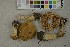  (Cortinarius olidus - O-F-259388)  @11 [ ] by-nc-sa (2023) Unspecified University of Oslo, Natural History Museum