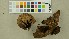  (Geastrum melanocephalum - O-F-260018)  @11 [ ] CreativeCommons - Attribution Non-Commercial Share-Alike (2016) Unspecified University of Oslo, Natural History Museum