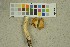  (Cortinarius lustrabilis - O-F-260366)  @11 [ ] CreativeCommons - Attribution Non-Commercial Share-Alike (2016) Unspecified University of Oslo, Natural History Museum