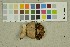  (Cortinarius subbulliardioides - O-F-260376)  @11 [ ] CreativeCommons - Attribution Non-Commercial Share-Alike (2016) Unspecified University of Oslo, Natural History Museum