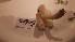  ( - O-F-260573)  @11 [ ] by-nc-sa (2023) Unspecified University of Oslo, Natural History Museum
